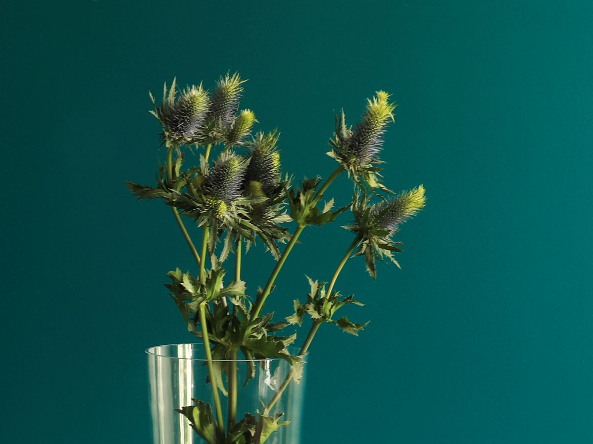 Blueberries Eryngium
