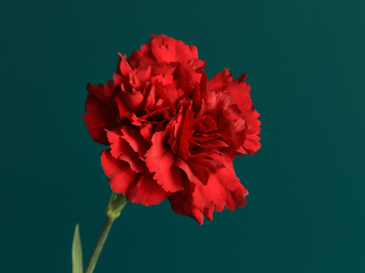 Carnations Dianthus |