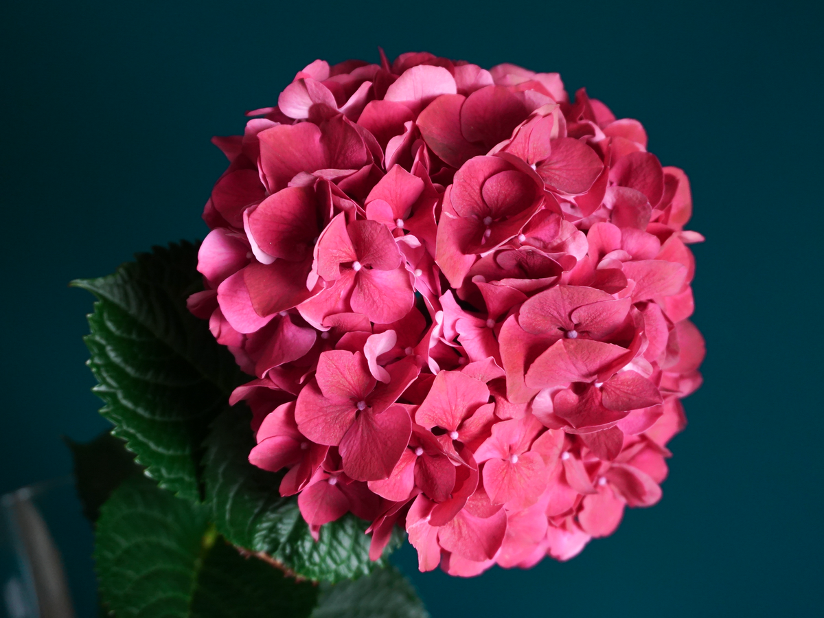 Hortenzijas | Hydrangea |