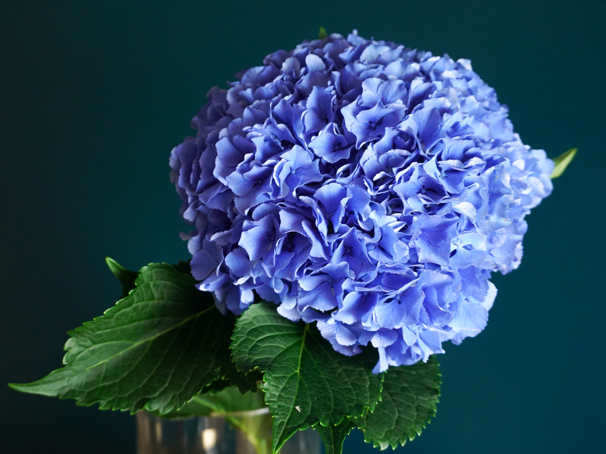 Hortenzijas | Hydrangea |