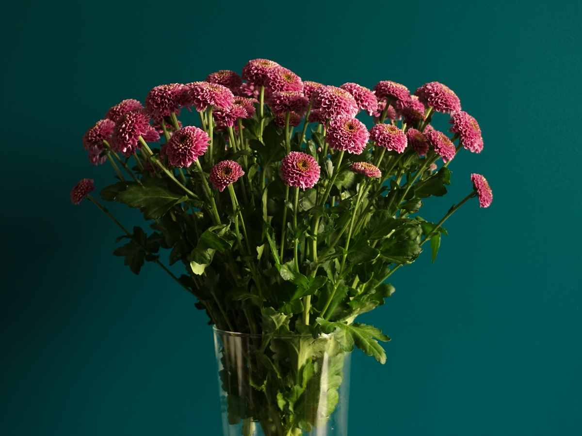 Krizantēmas | Chrysanthemum |