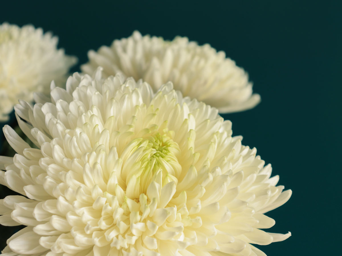 Lielziedu krizantēmas | Chrysanthemum |