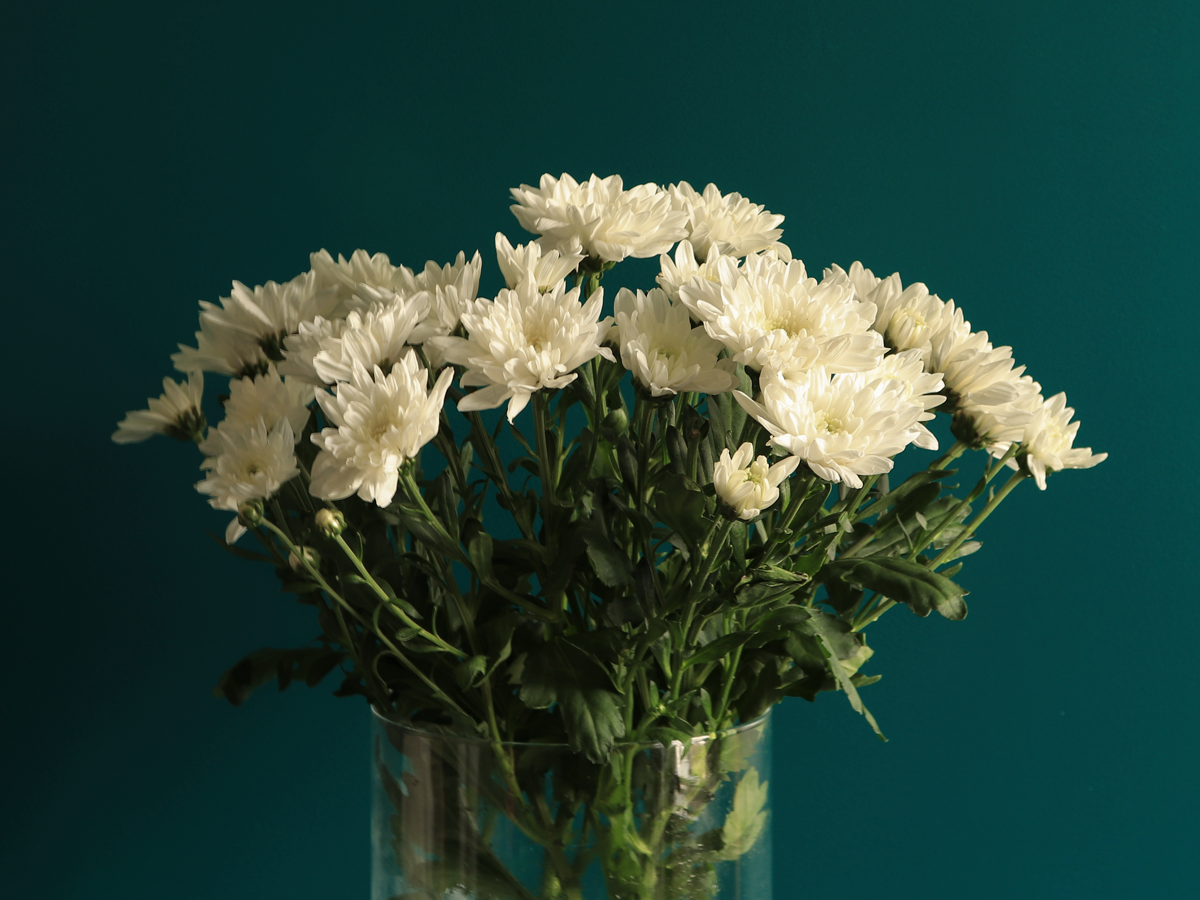 Krizantēmas | Chrysanthemum |
