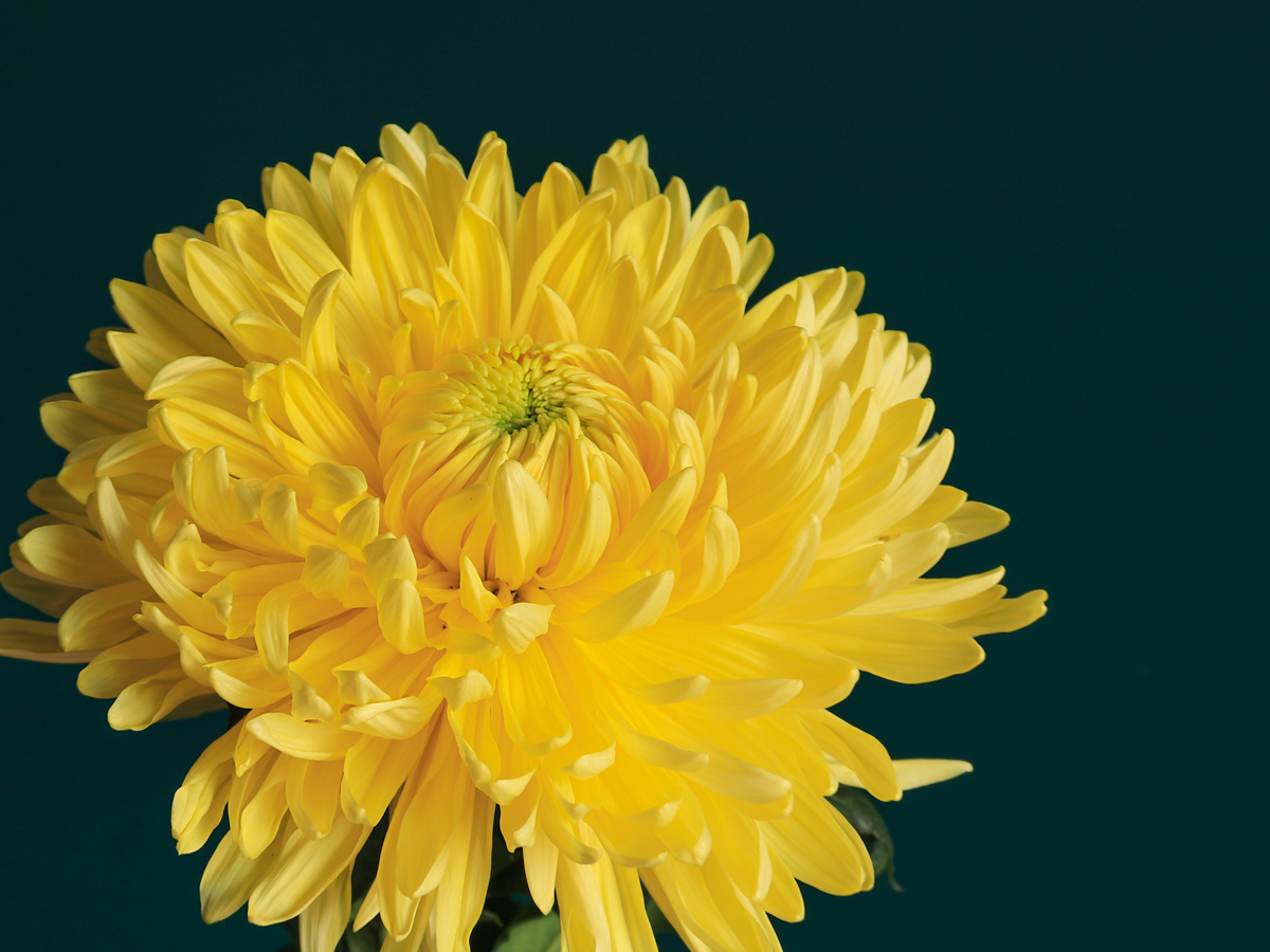 Lielziedu krizantēmas | Chrysanthemum |