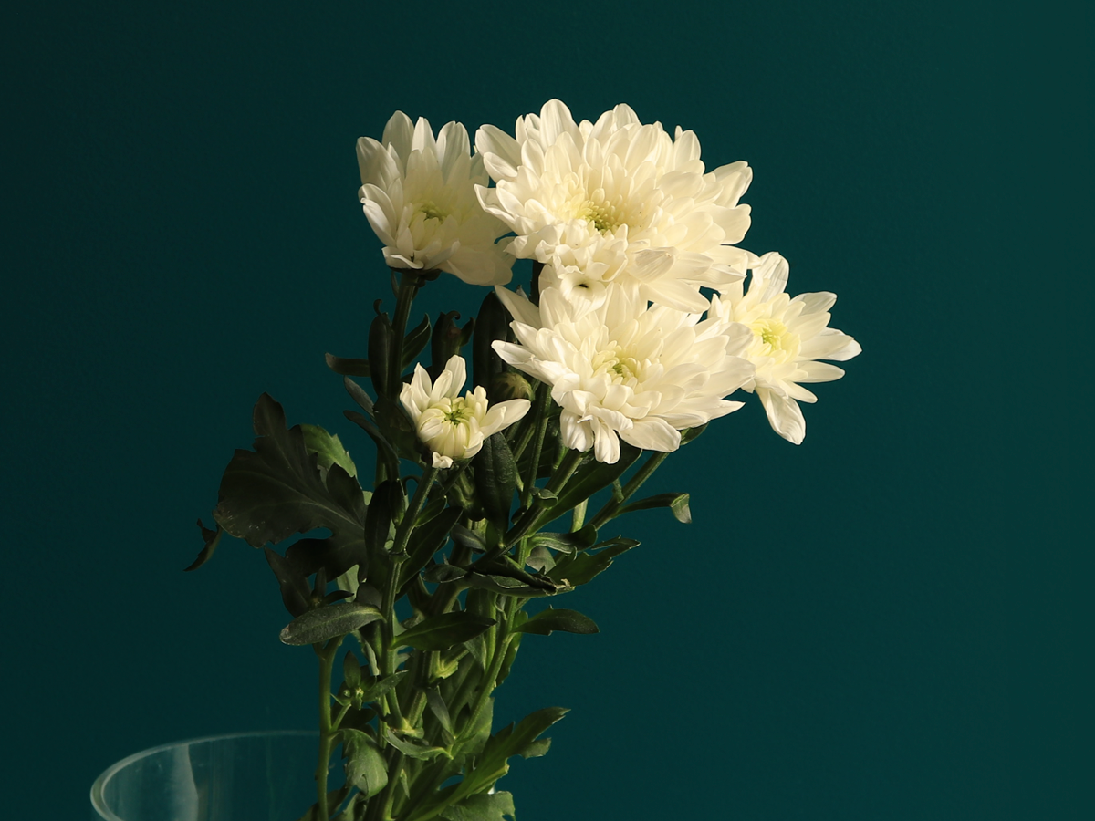 Krizantēmas | Chrysanthemum |