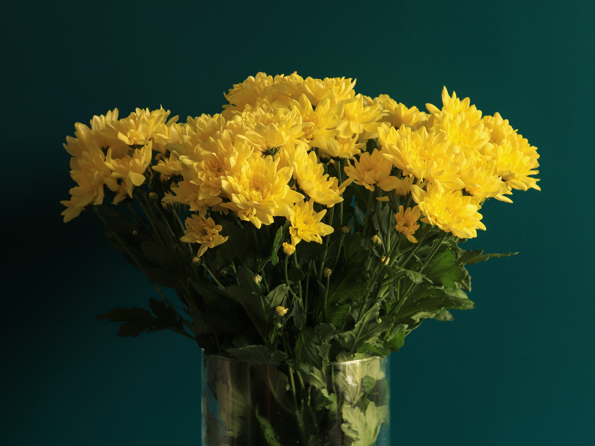 Krizantēmas | Chrysanthemum |
