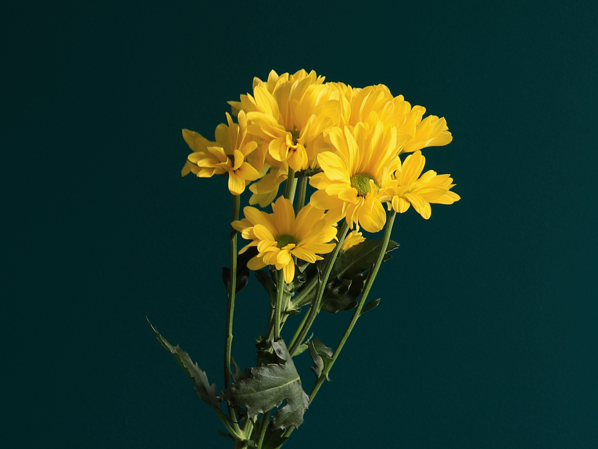 Krizantēmas | Chrysanthemum |