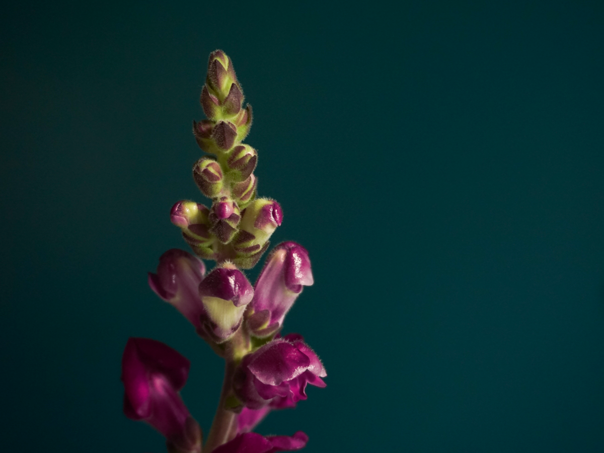 Lauvmutītes | Antirrhinum |