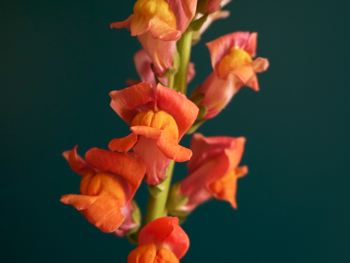 Lauvmutītes | Antirrhinum |