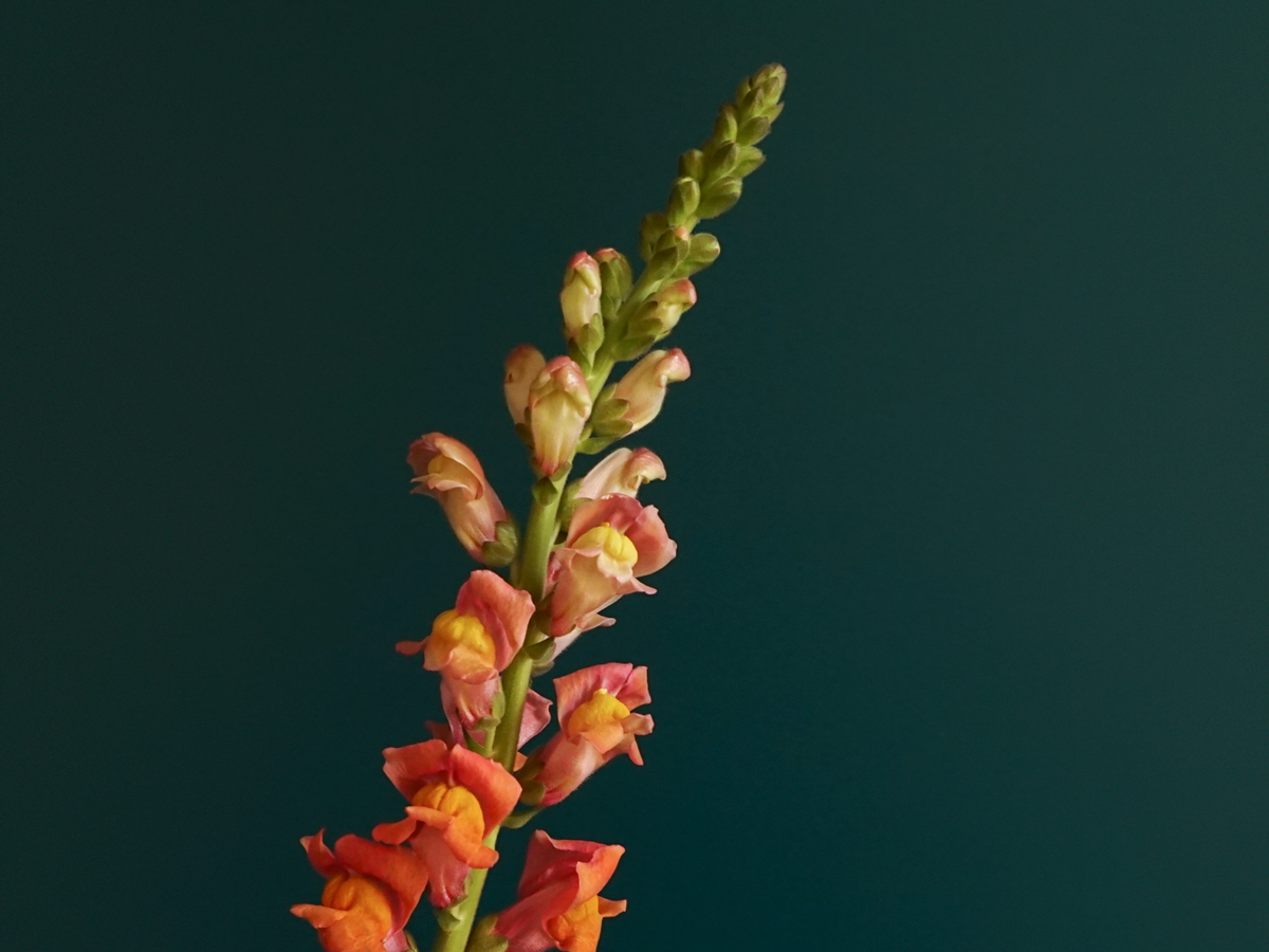 Lauvmutītes | Antirrhinum |