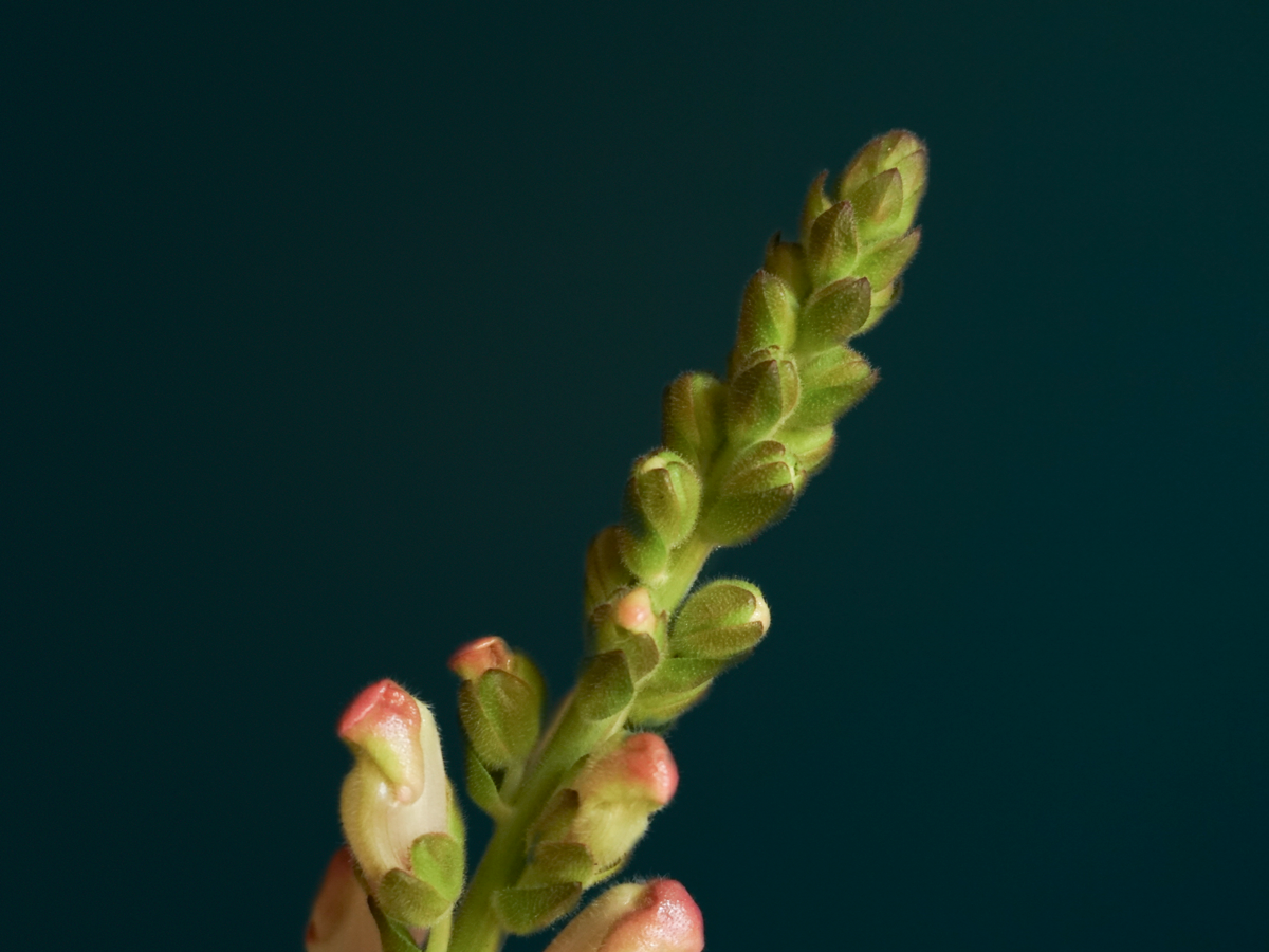 Lauvmutītes | Antirrhinum |