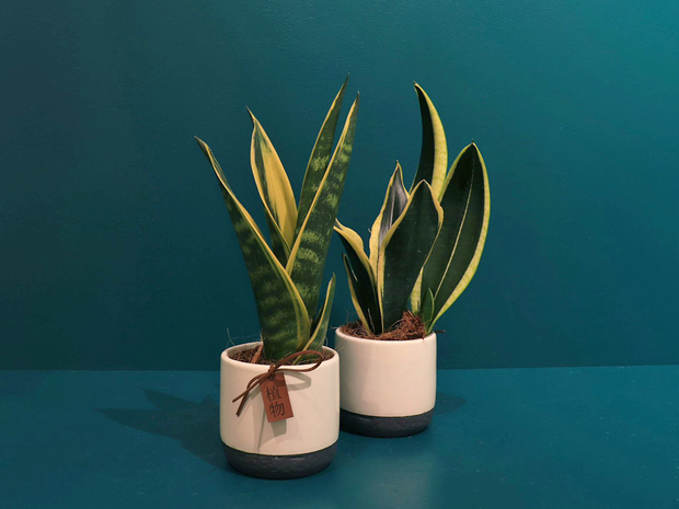 Līdakaste | Sansevjēra |