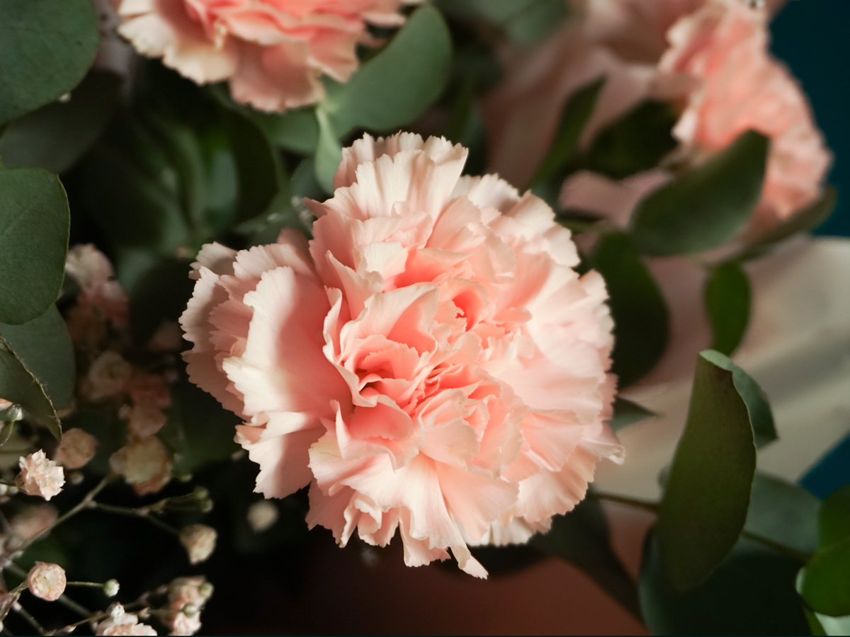 Carnation bouquet 02 |