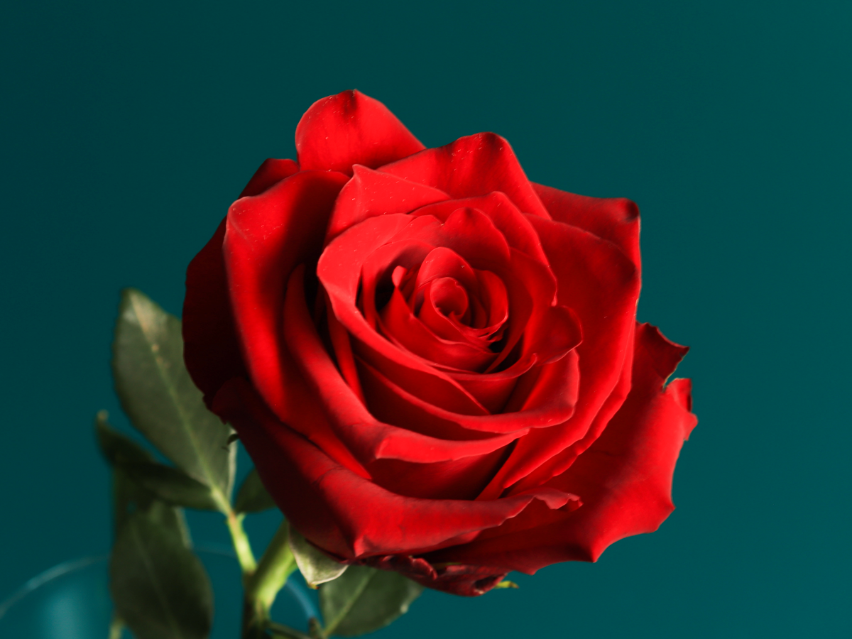 ROZES | 80 cm |