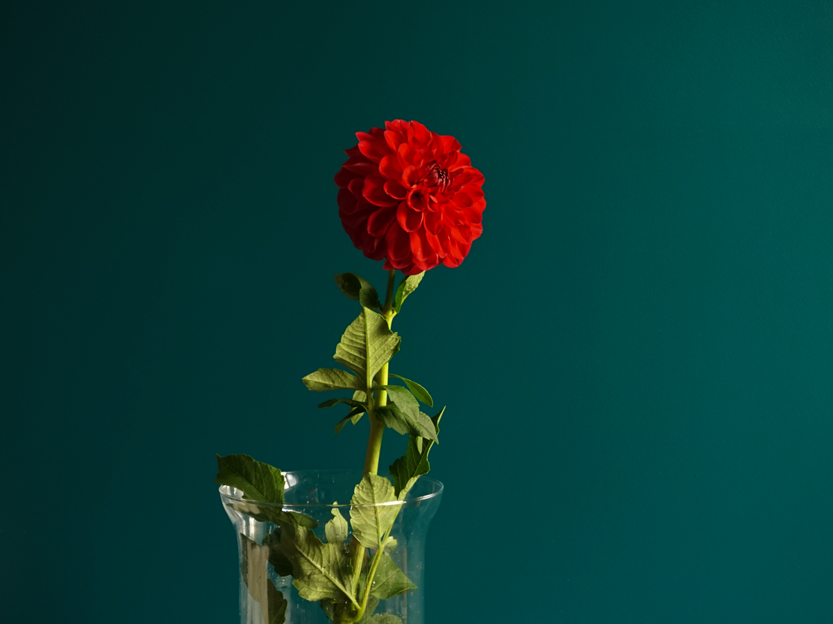 Dālijas | Dahlia |