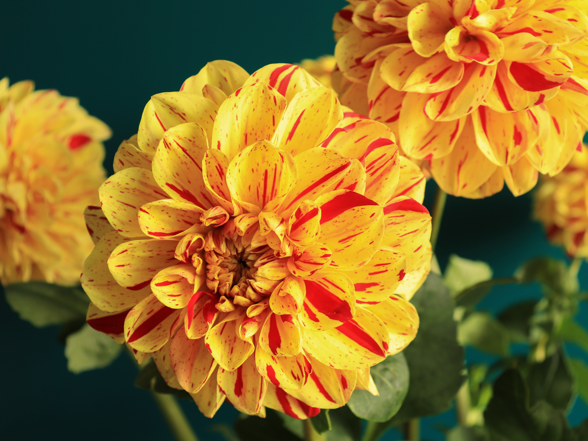 Dālijas | Dahlia |