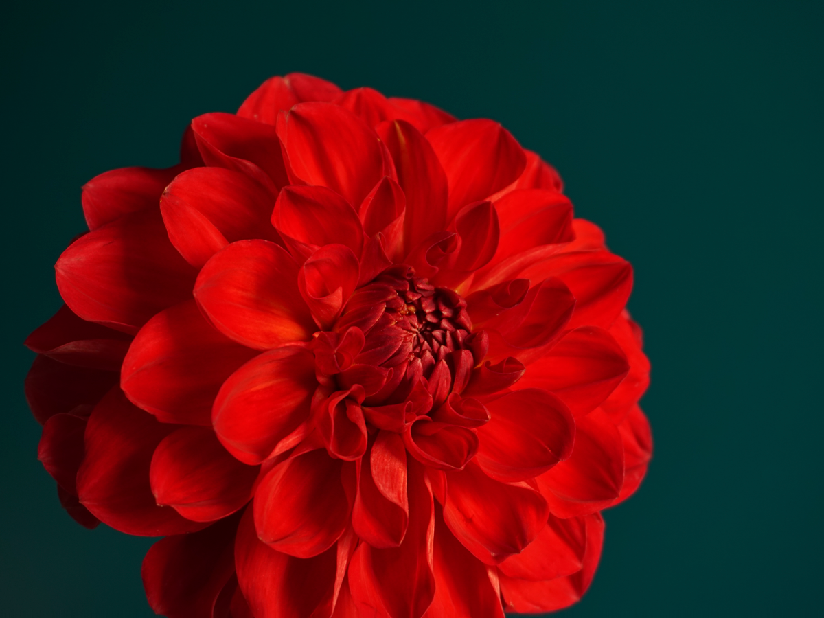 Dālijas | Dahlia |
