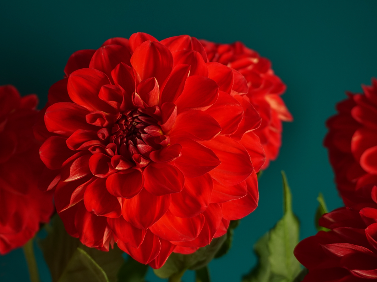 Dālijas | Dahlia |