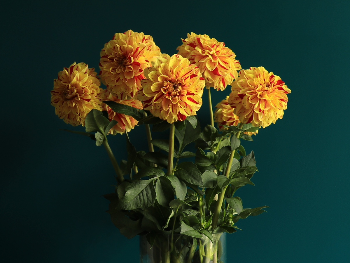 Dālijas | Dahlia |