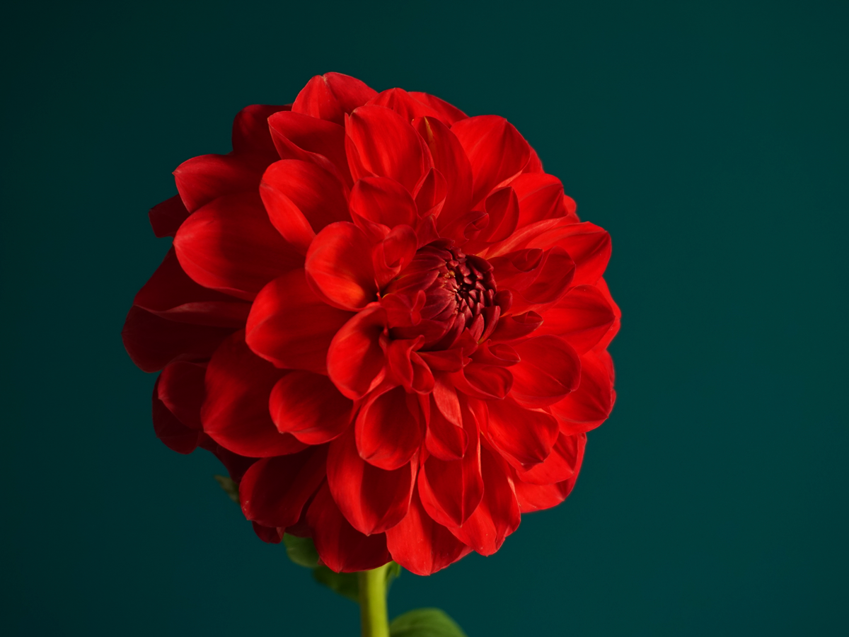 Dālijas | Dahlia |