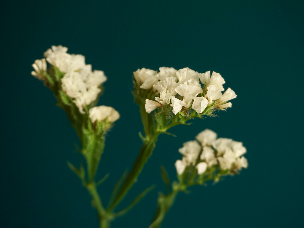 Limonijas | Limonium |