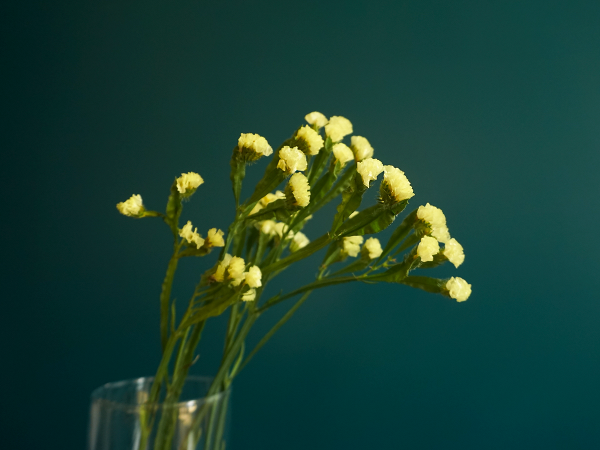 Limonijas | Limonium |