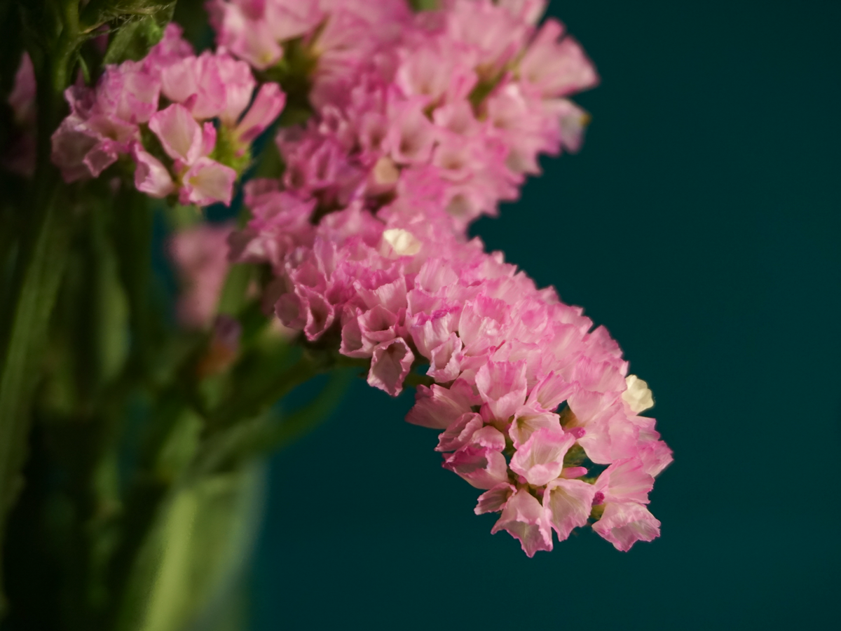 Limonijas | Limonium |