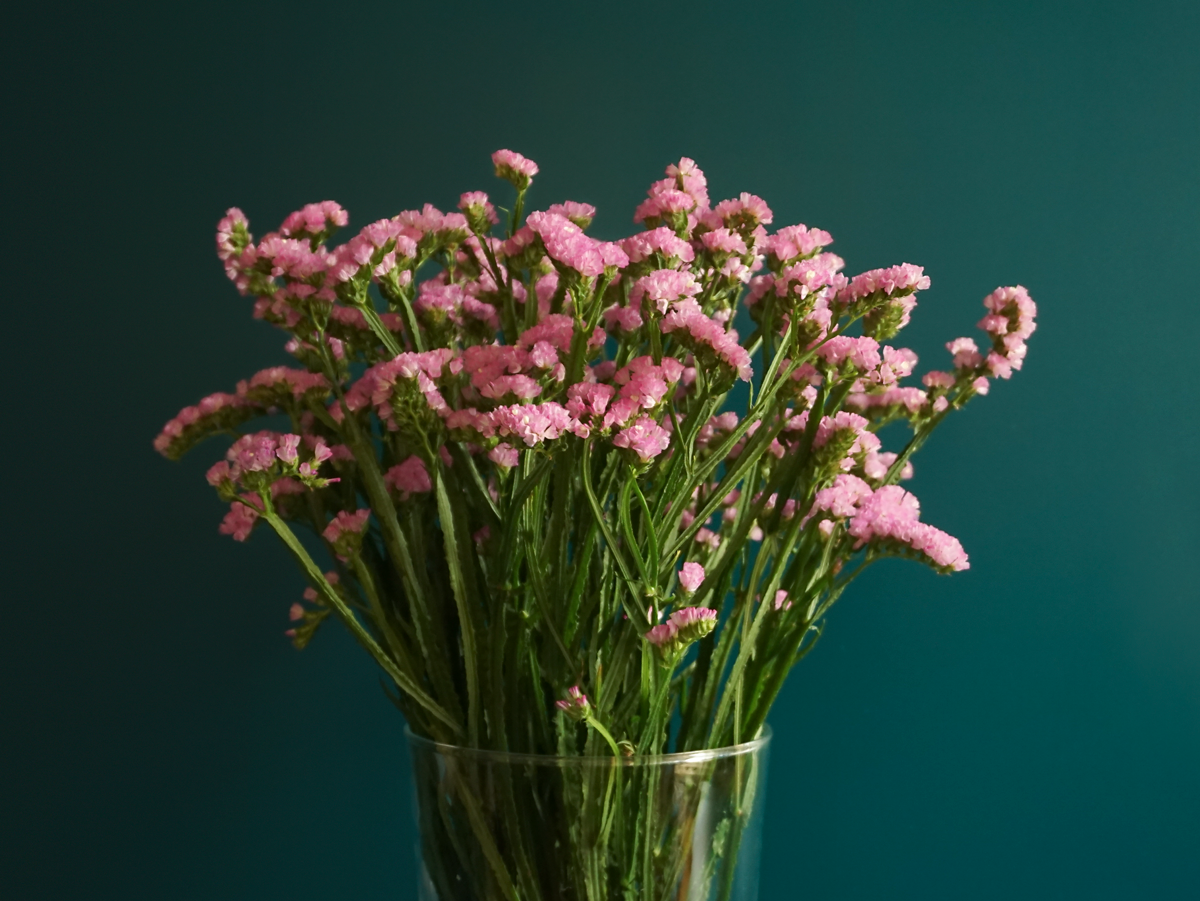 Limonijas | Limonium |