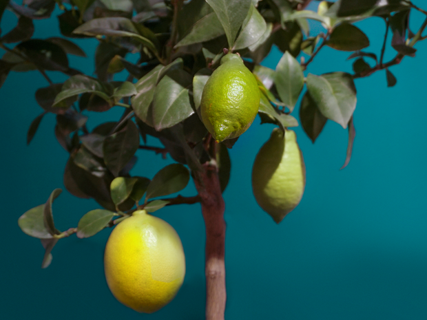Citronkoks | Citrus limon |