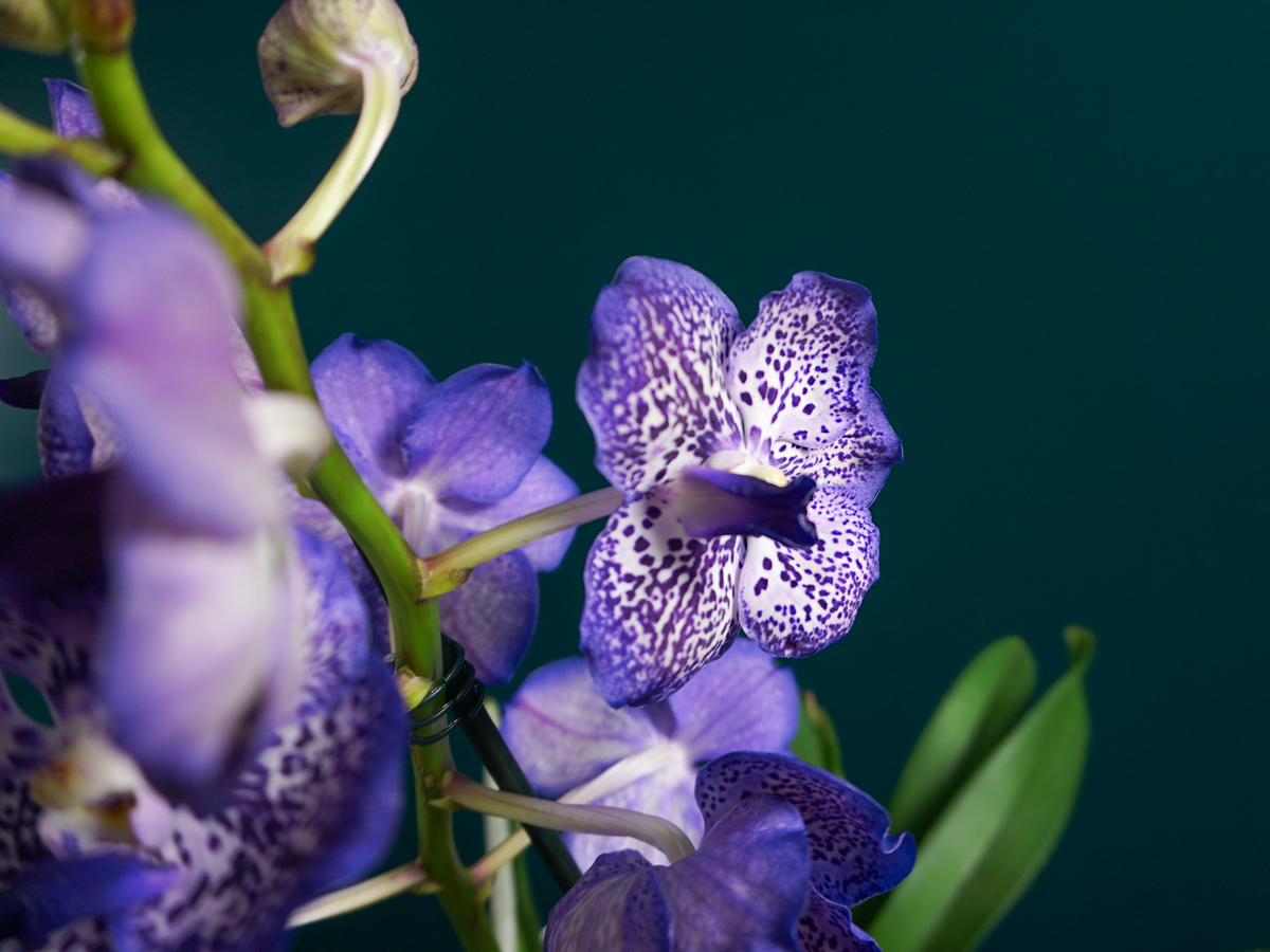 Orhideja | Vanda |