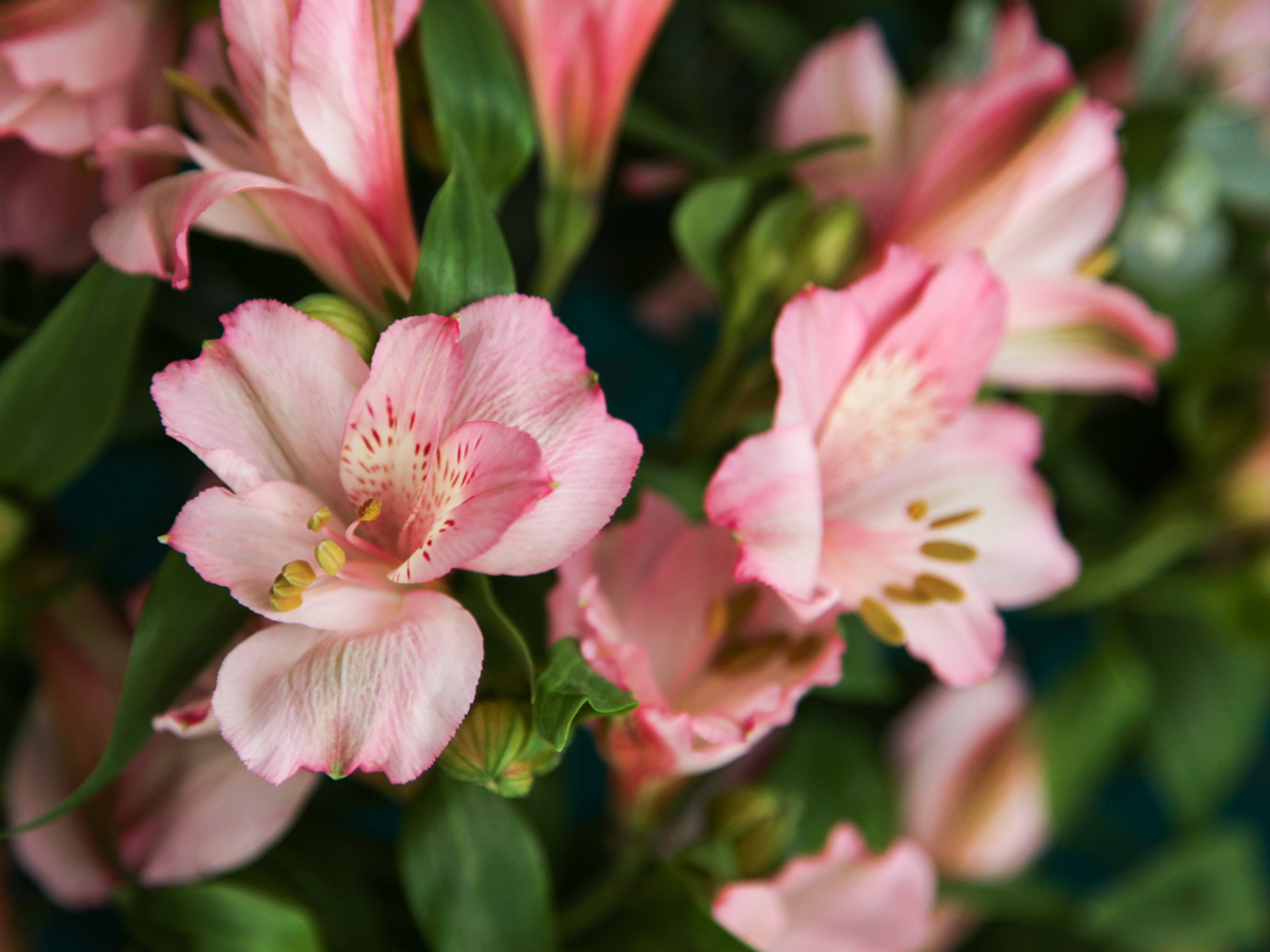Alstromers Alstroemeria