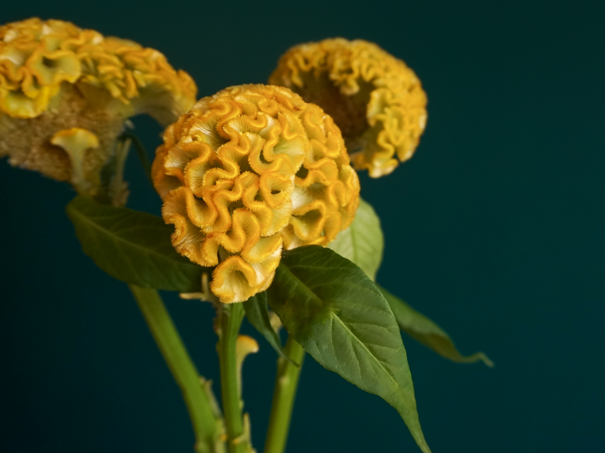 Celozijas | Celosia cristata |