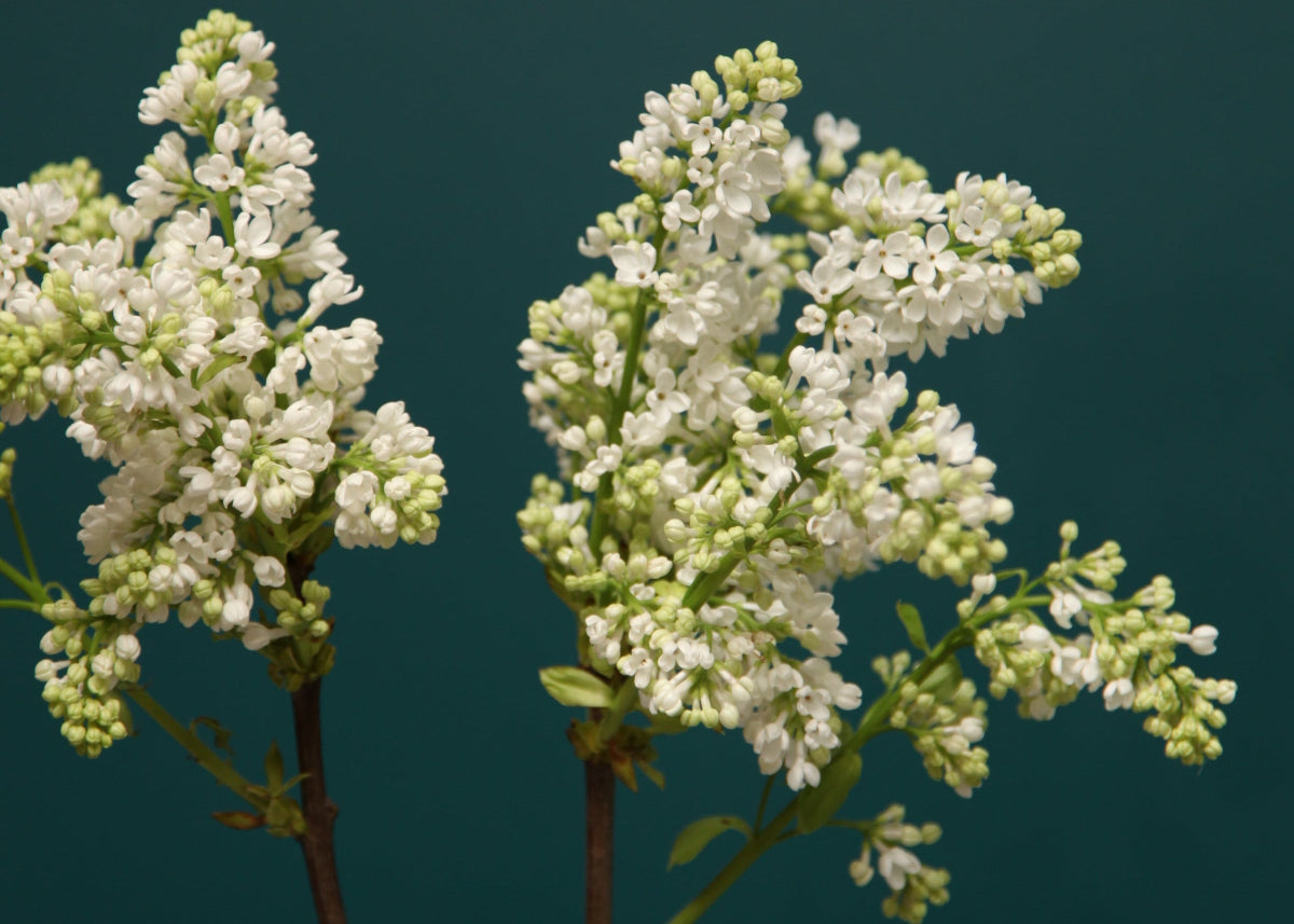 Ceriņi | Syringa |