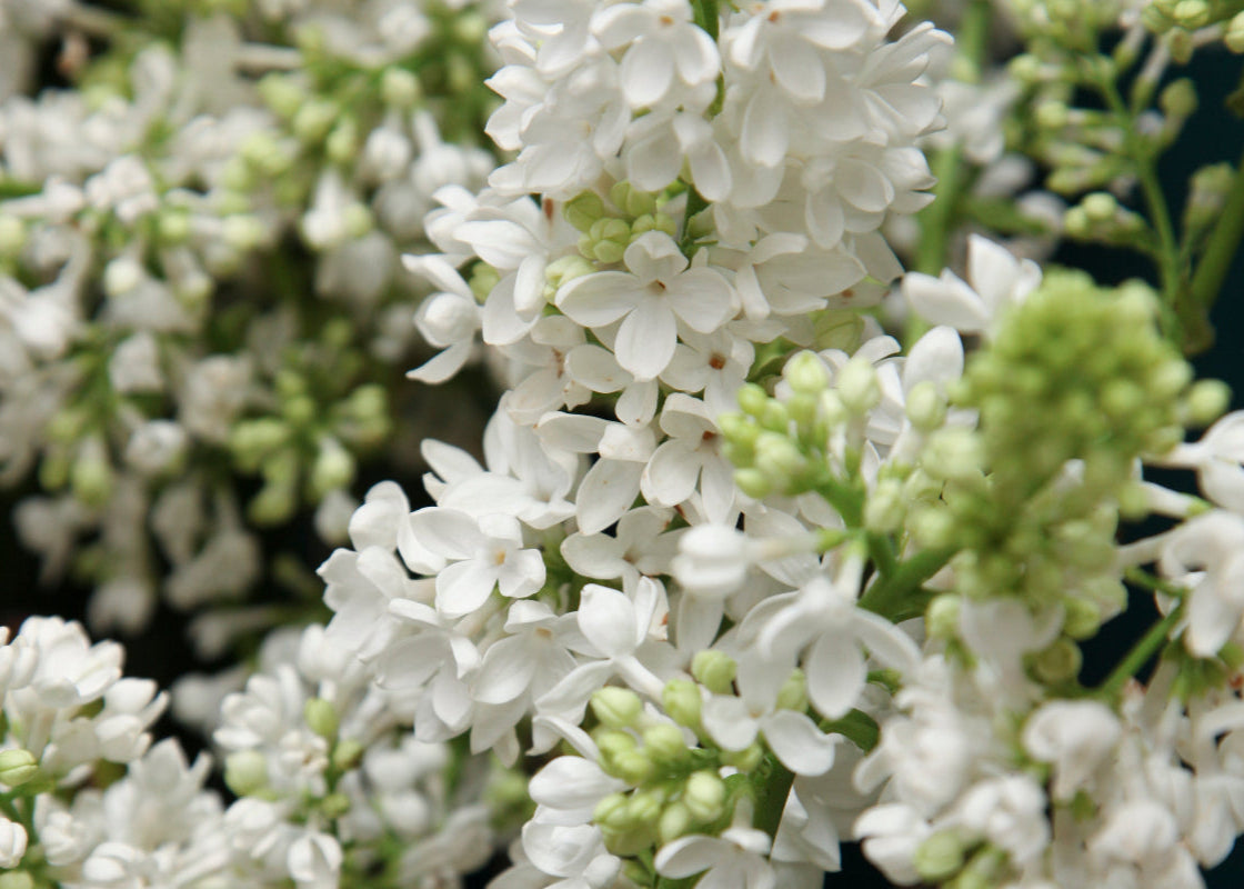Ceriņi | Syringa |