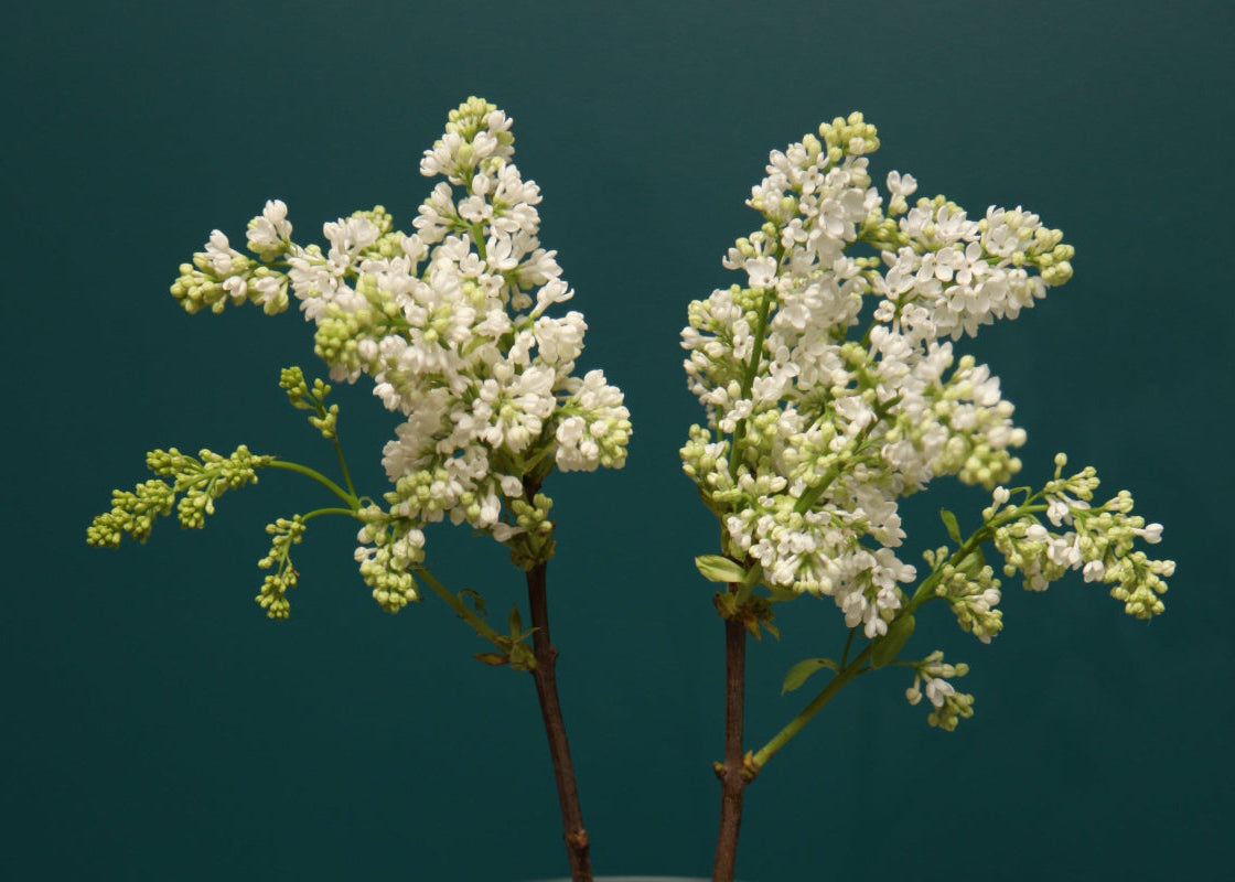 Ceriņi | Syringa |