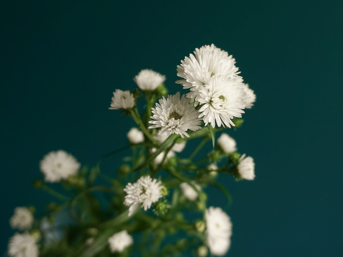 Miķelīši | Aster |