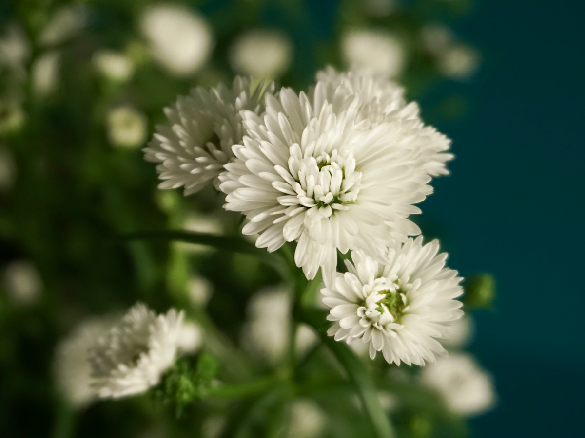 Miķelīši | Aster |