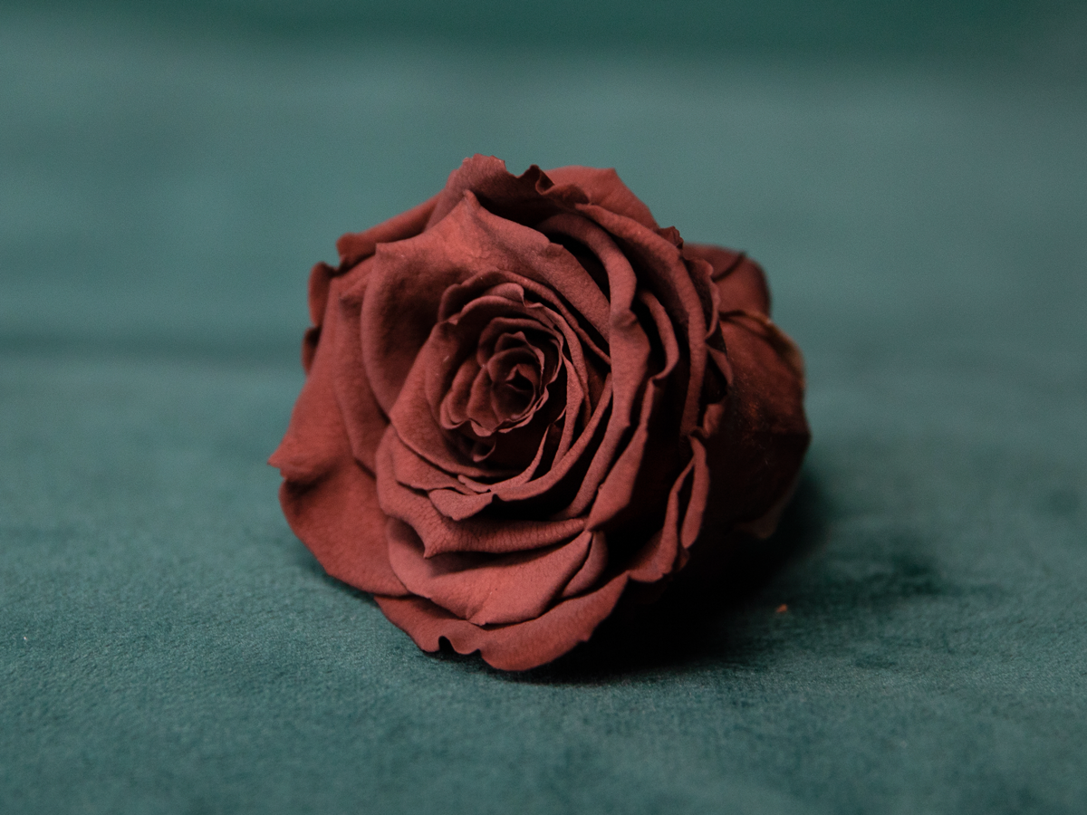 Rose | 02 | last forever |