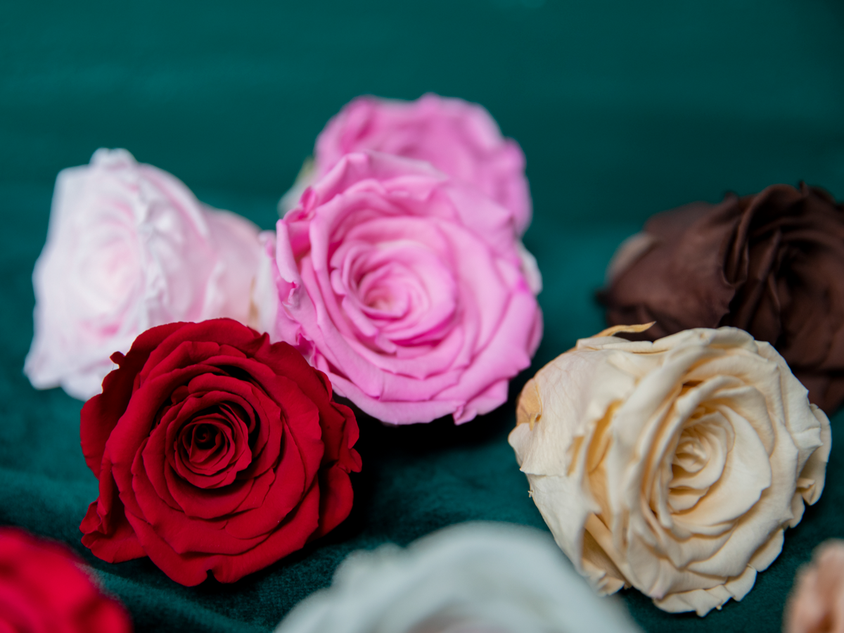 Rose | 02 | last forever |