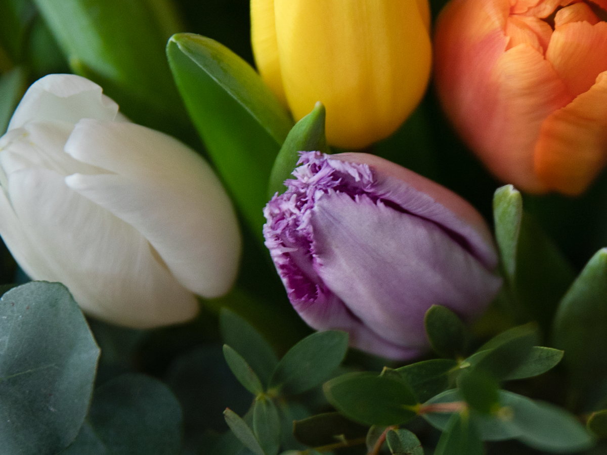 Bouquet of tulips 12 |
