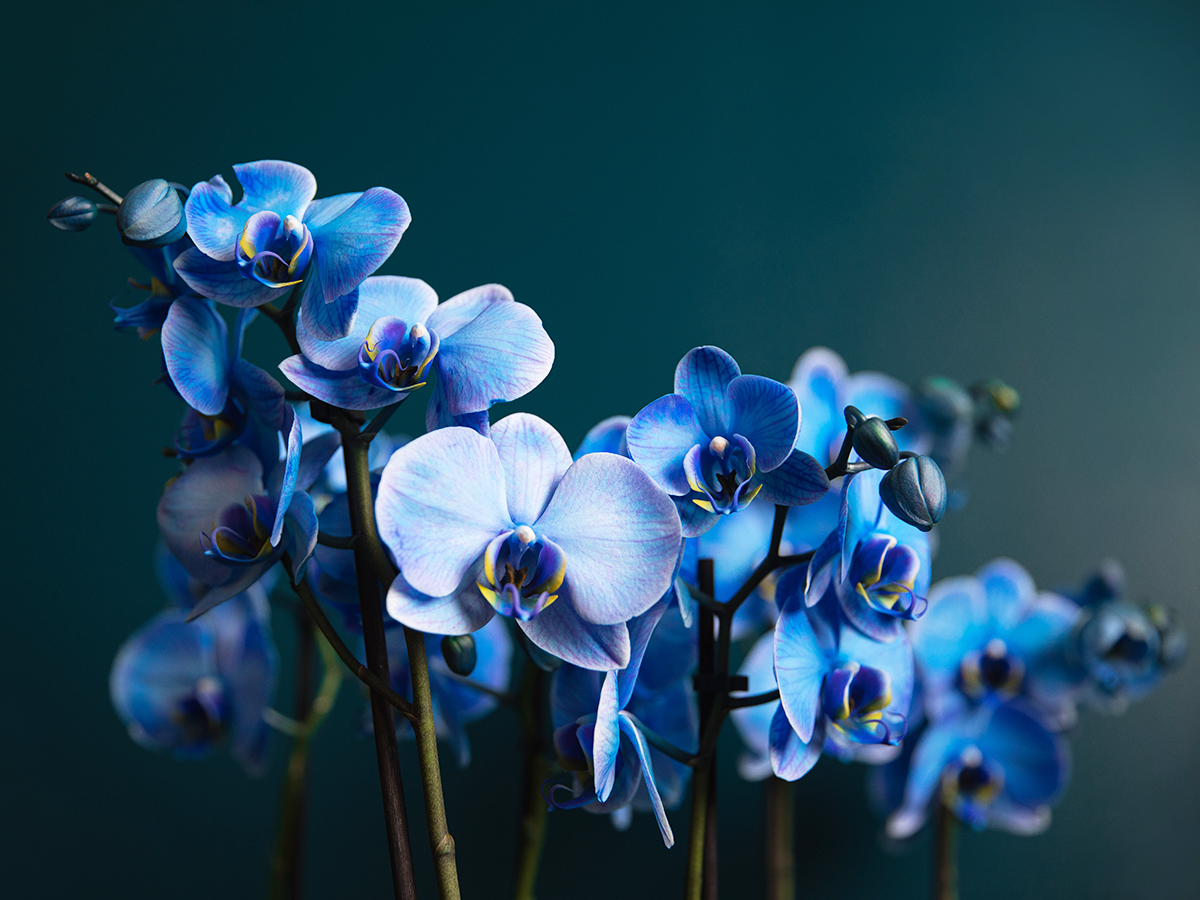 Orhideja | Phalaenopsis |