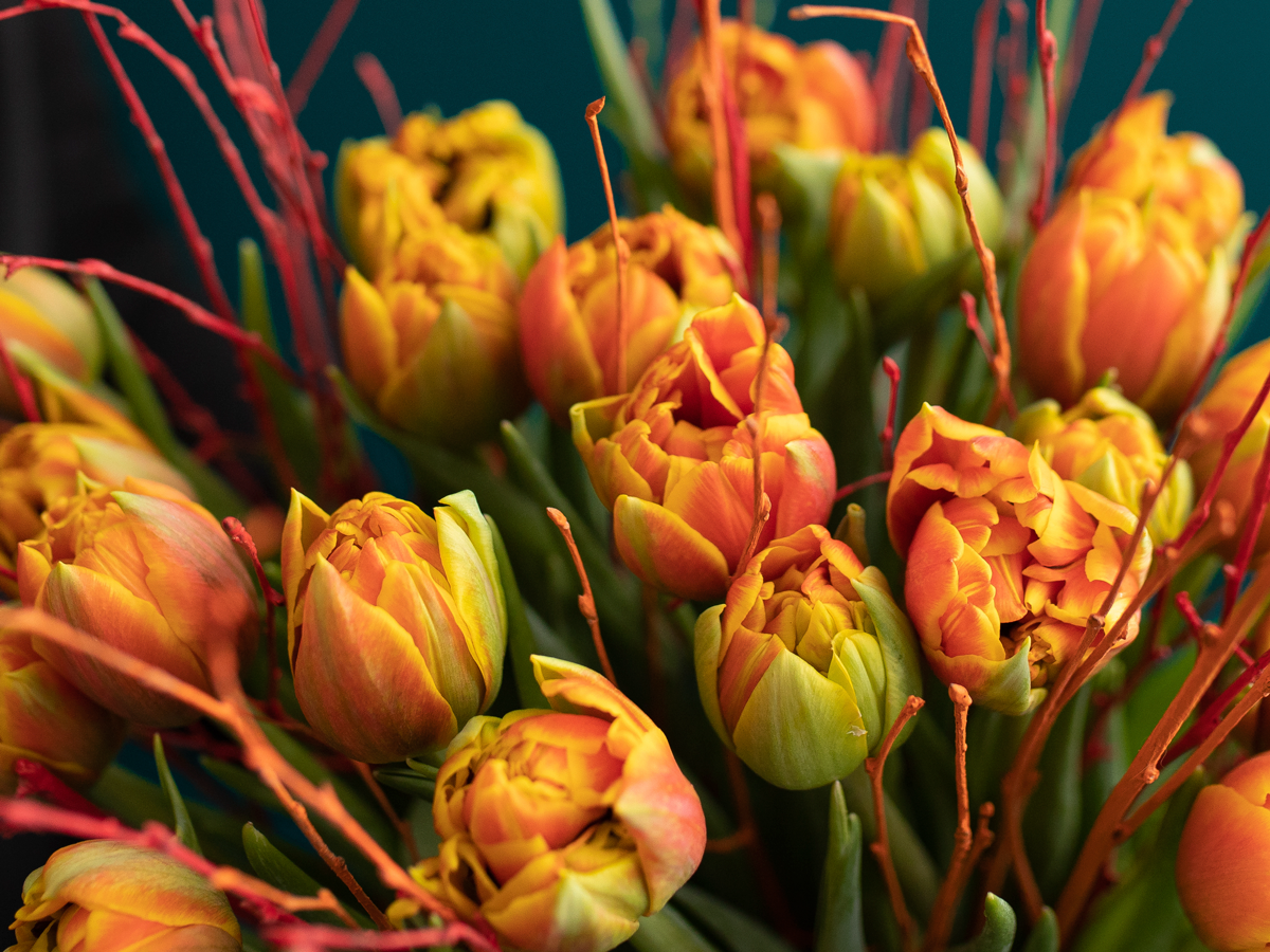 Bouquet of tulips 01 |