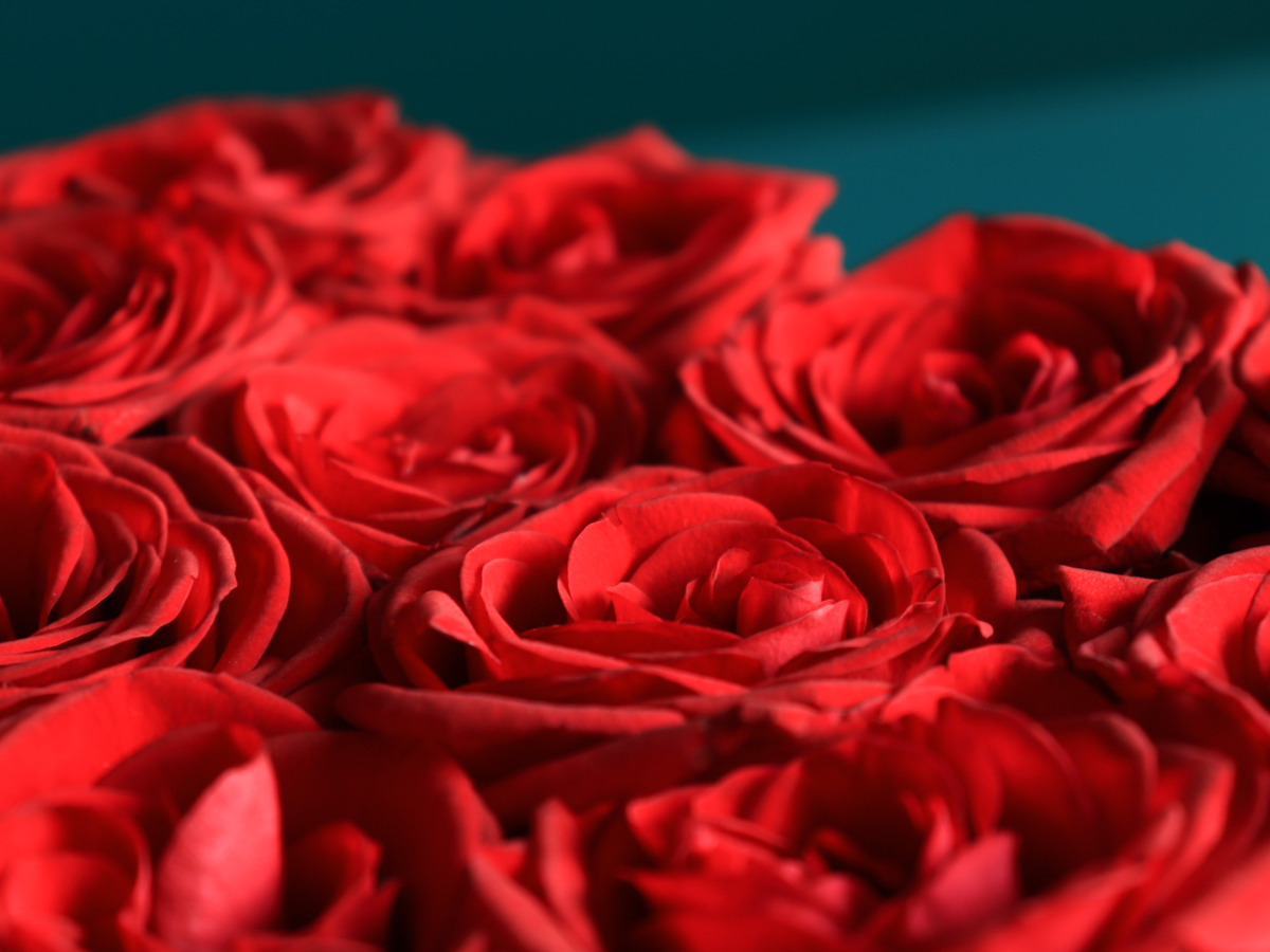 Rozes kastē | 03 |