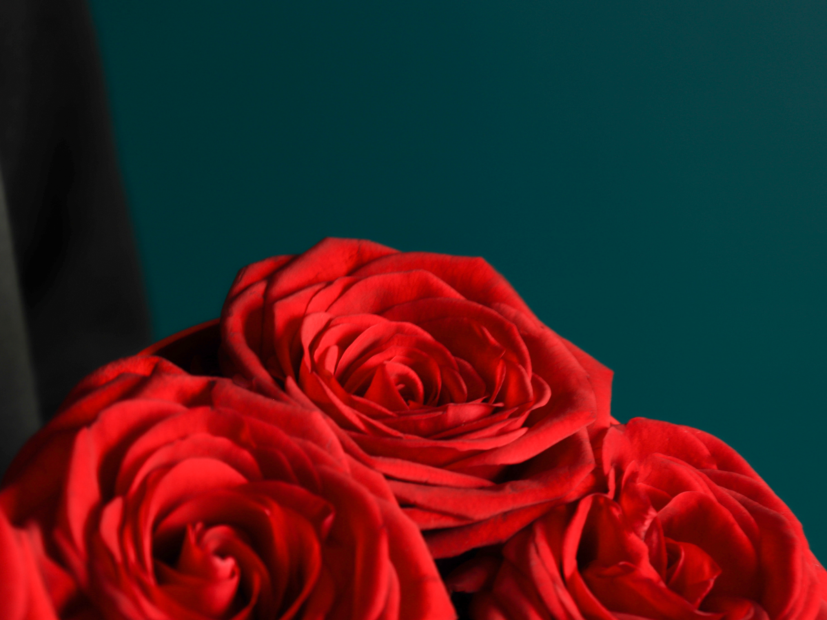 Rozes kastē | 03 |