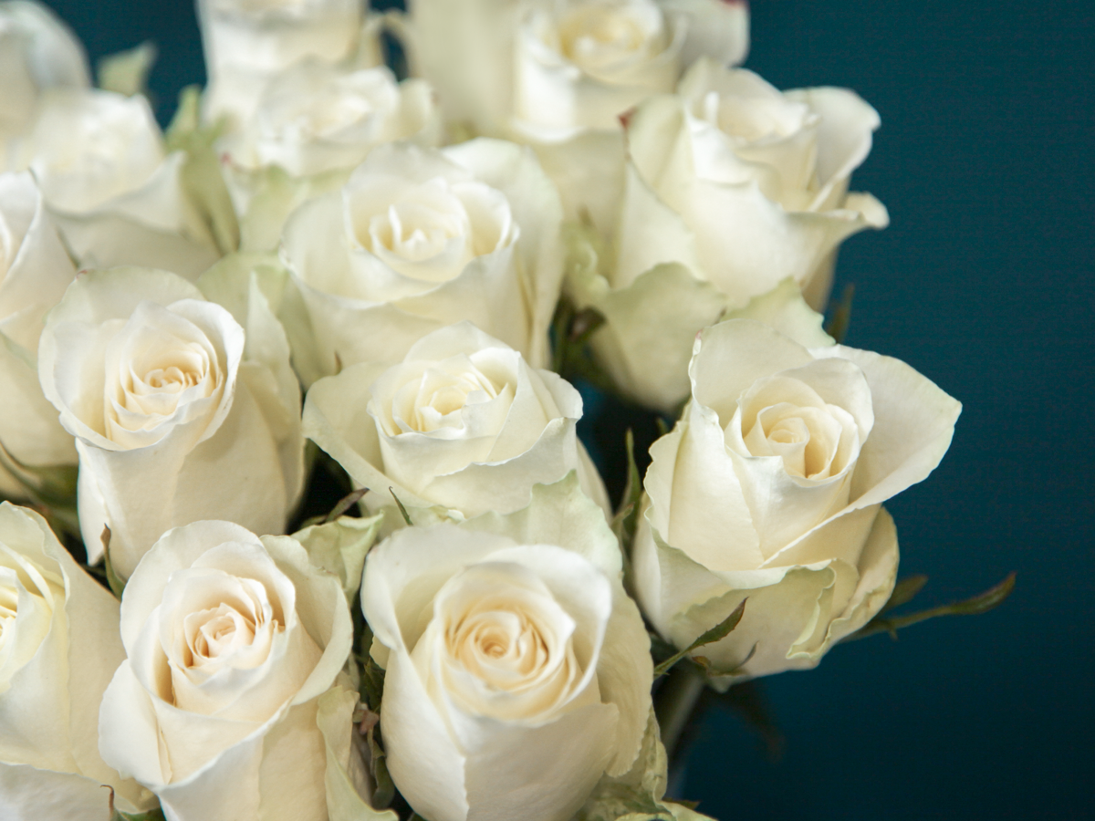 ROZES | 80 cm |