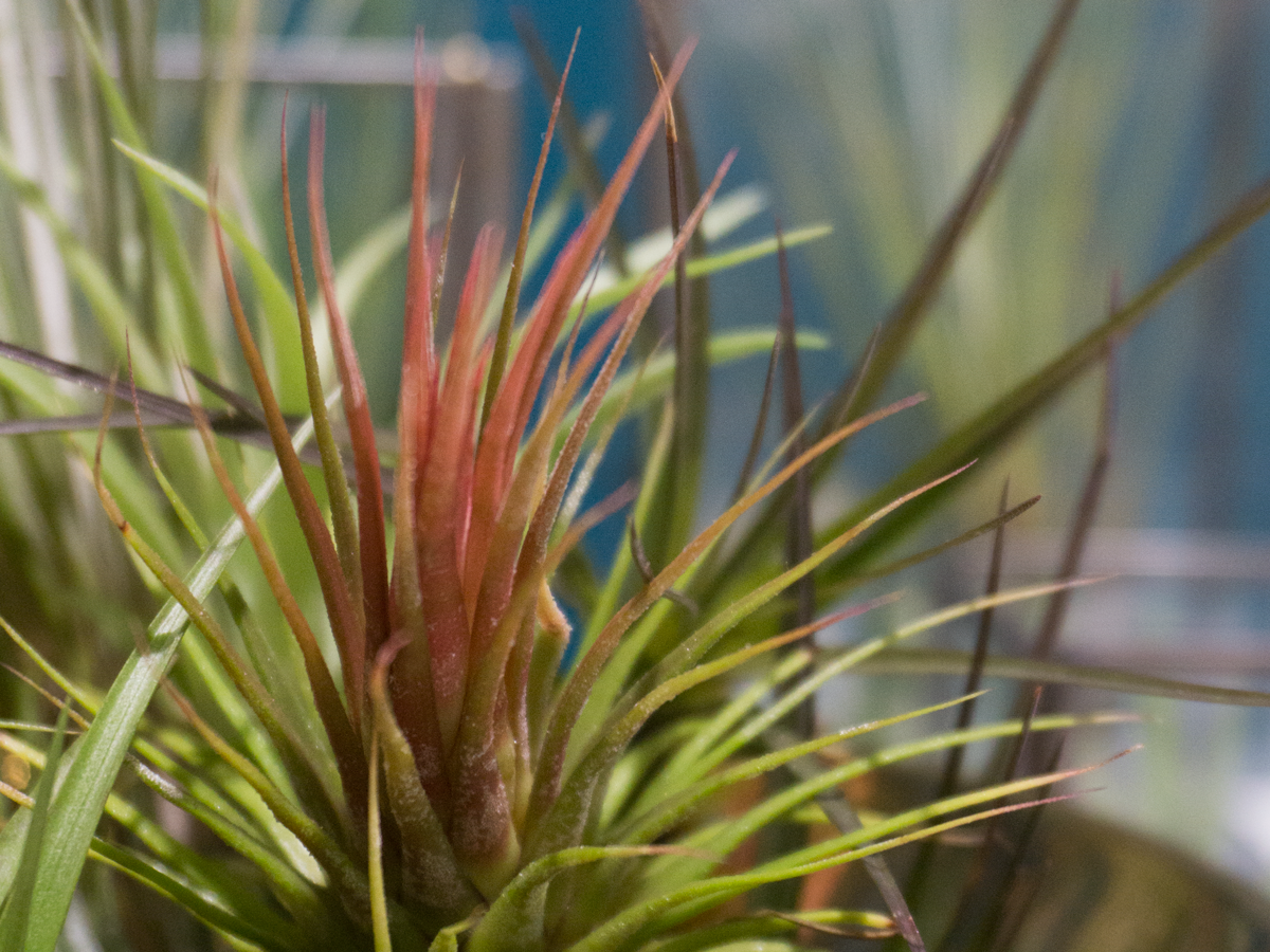 Gaisa augs | Tillandsia | + varianti |