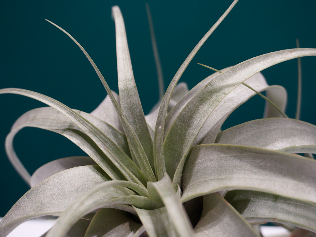 Gaisa augs | Tillandsia | + varianti |