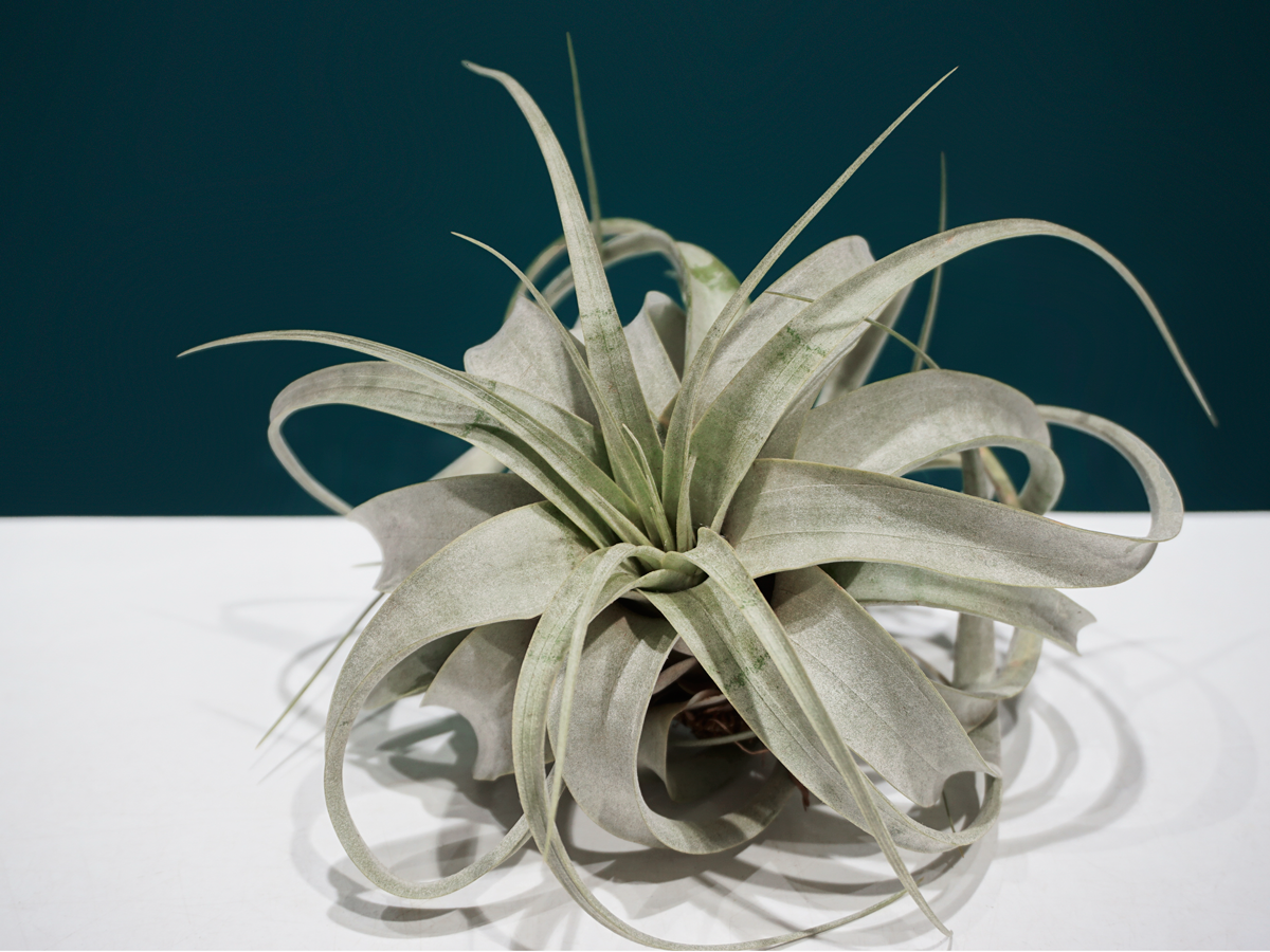 Gaisa augs | Tillandsia | + varianti |