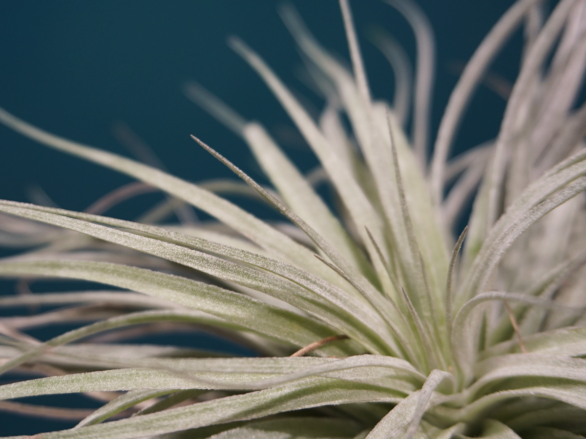 Gaisa augs | Tillandsia | + varianti |