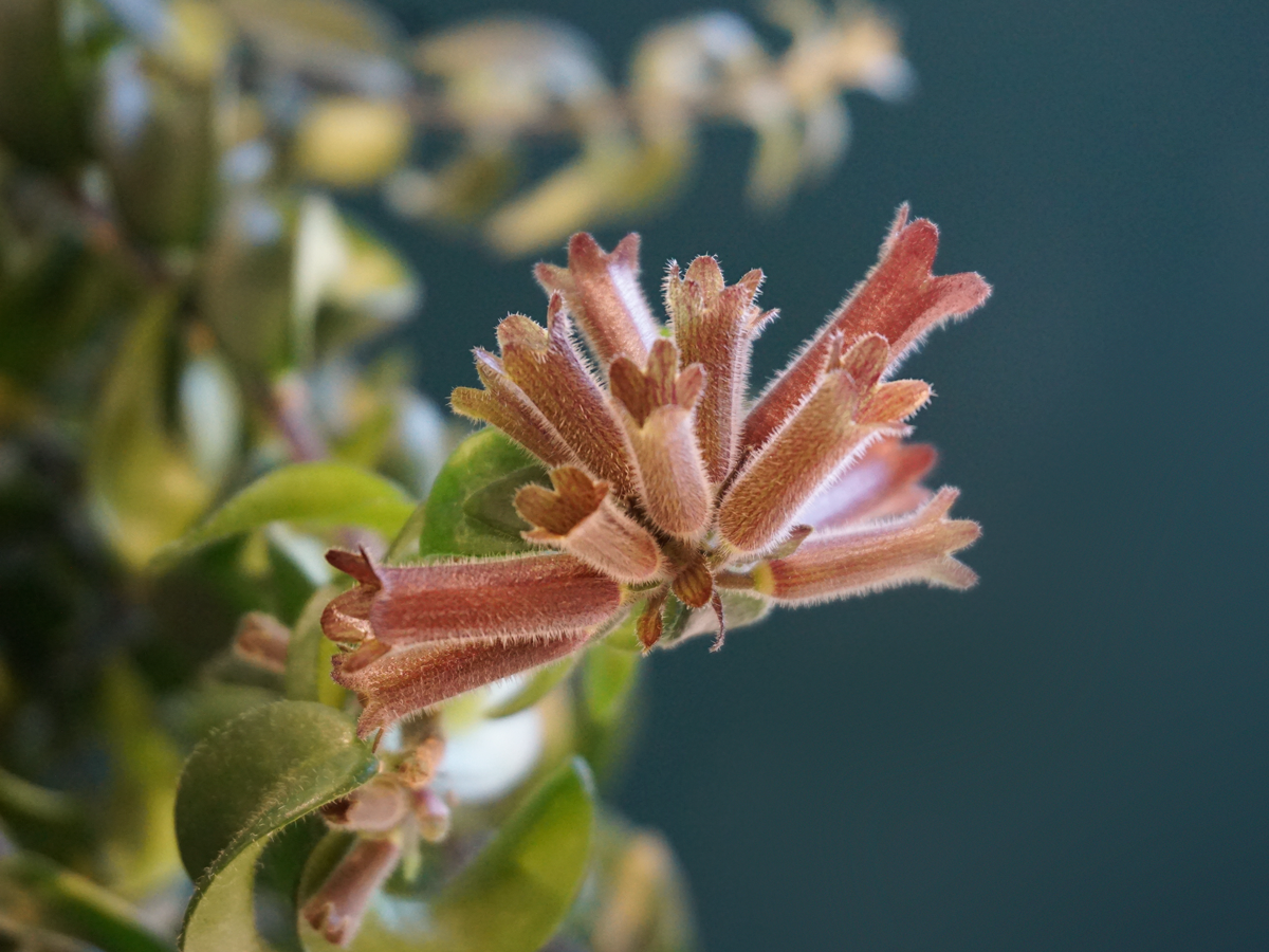 Ešinante | Aeschynanthus Radicans |